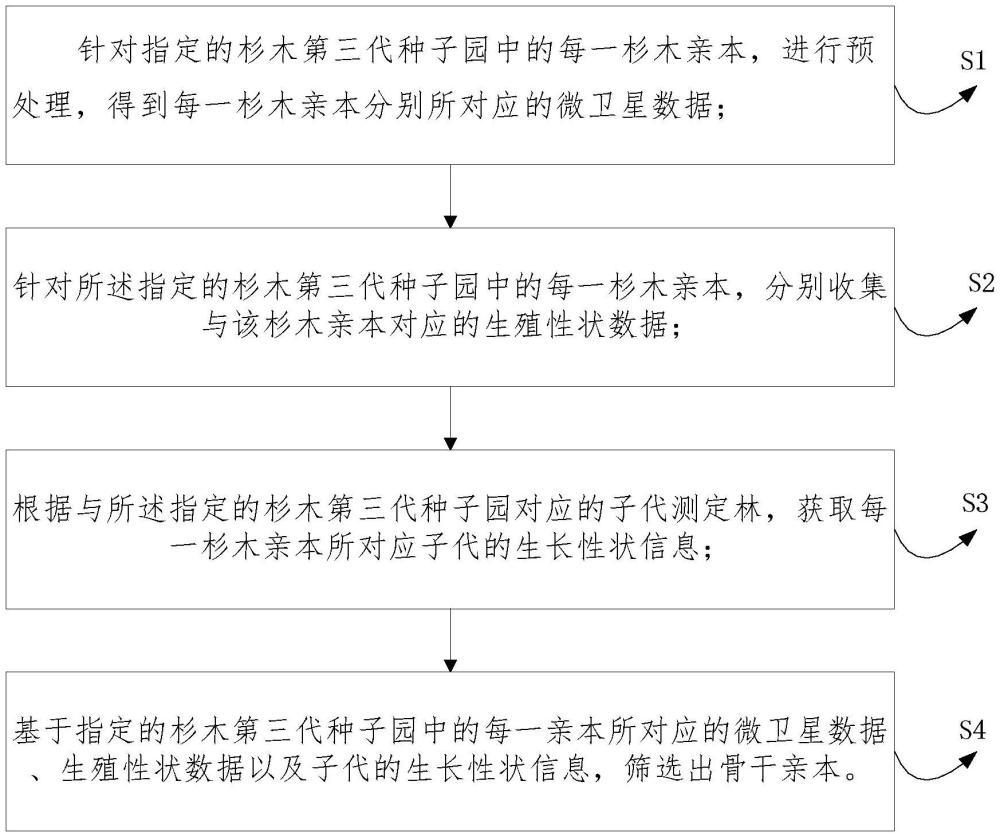 一种杉木高世代生产群体的骨干亲本筛选方法与流程