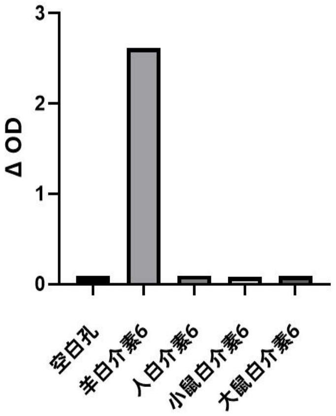 抗羊白介素6抗体、抗体对及其应用的制作方法