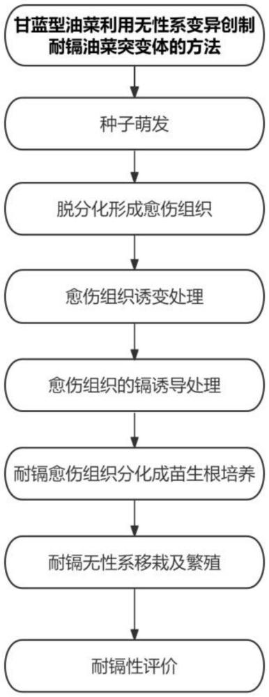 甘蓝型油菜利用无性系变异创制耐镉油菜突变体的方法