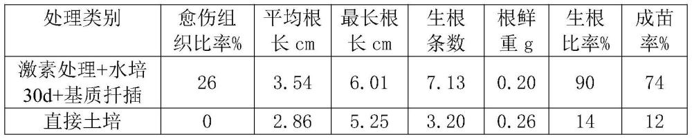 一种茶树青梗快繁育苗方法