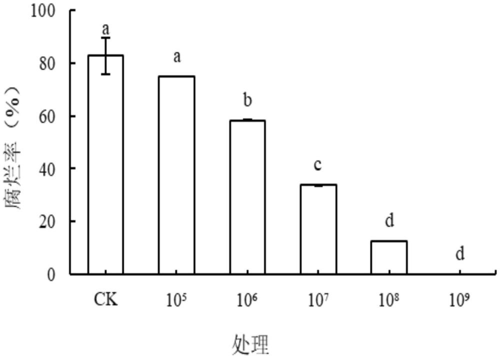 异常威克汉姆酵母防治草莓采后软腐病及采后贮藏保鲜的方法
