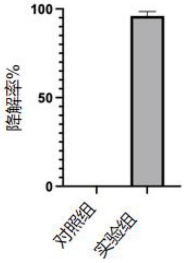 一种酶在降解赭曲霉毒素A中的应用的制作方法