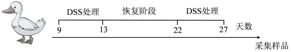 DSS诱导肠道炎症损伤动物模型的构建、评价方法及应用与流程