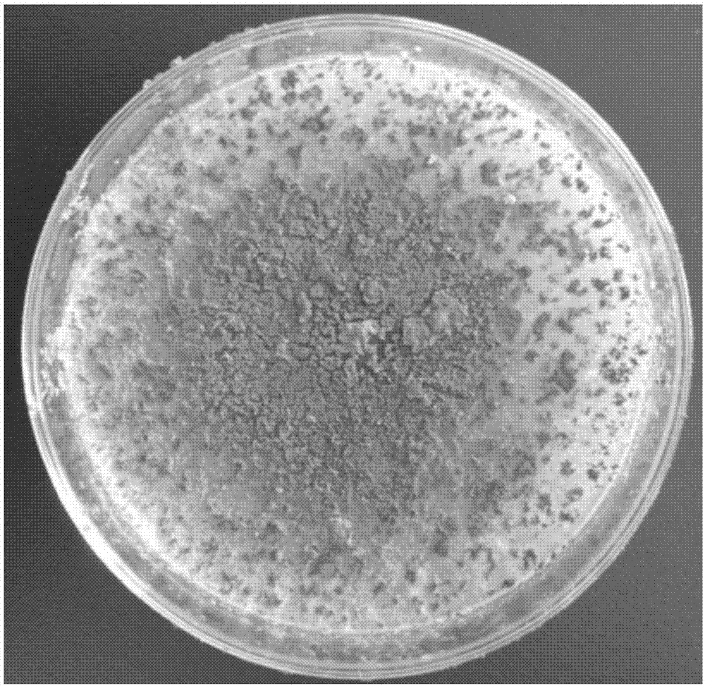一种防治生姜茎基腐病的微生物菌剂及其制备方法与应用与流程